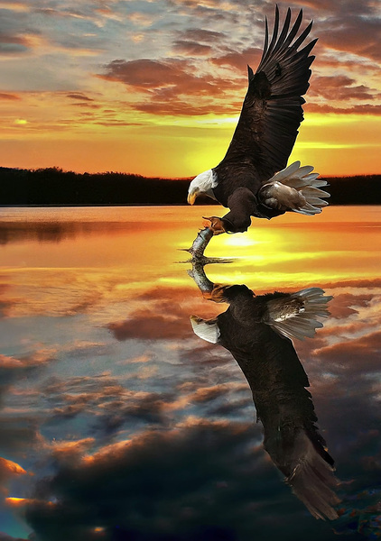 Eagle Sunset Reflection by Rich Forsgren