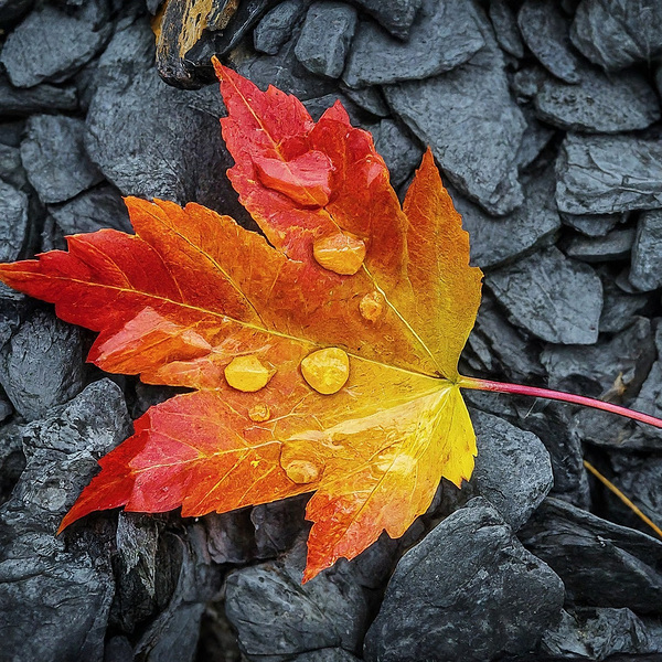 Maple Leaf Stream Shale Print