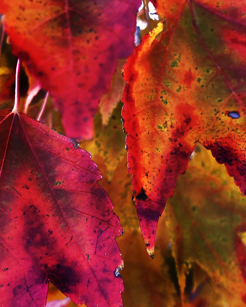 Mutiple Leaves by Rich Forsgren