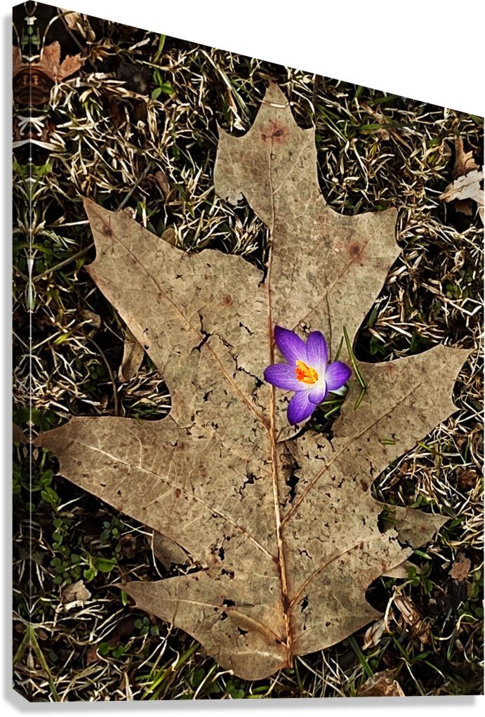 Crocus Leaf Canvas Print