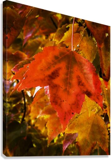 Single Leaf Canvas Print
