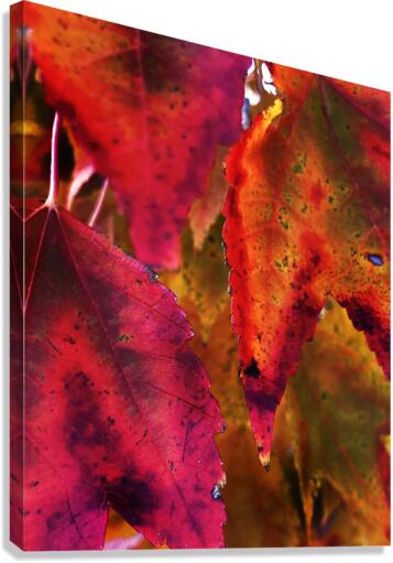 Mutiple Leaves Canvas Print