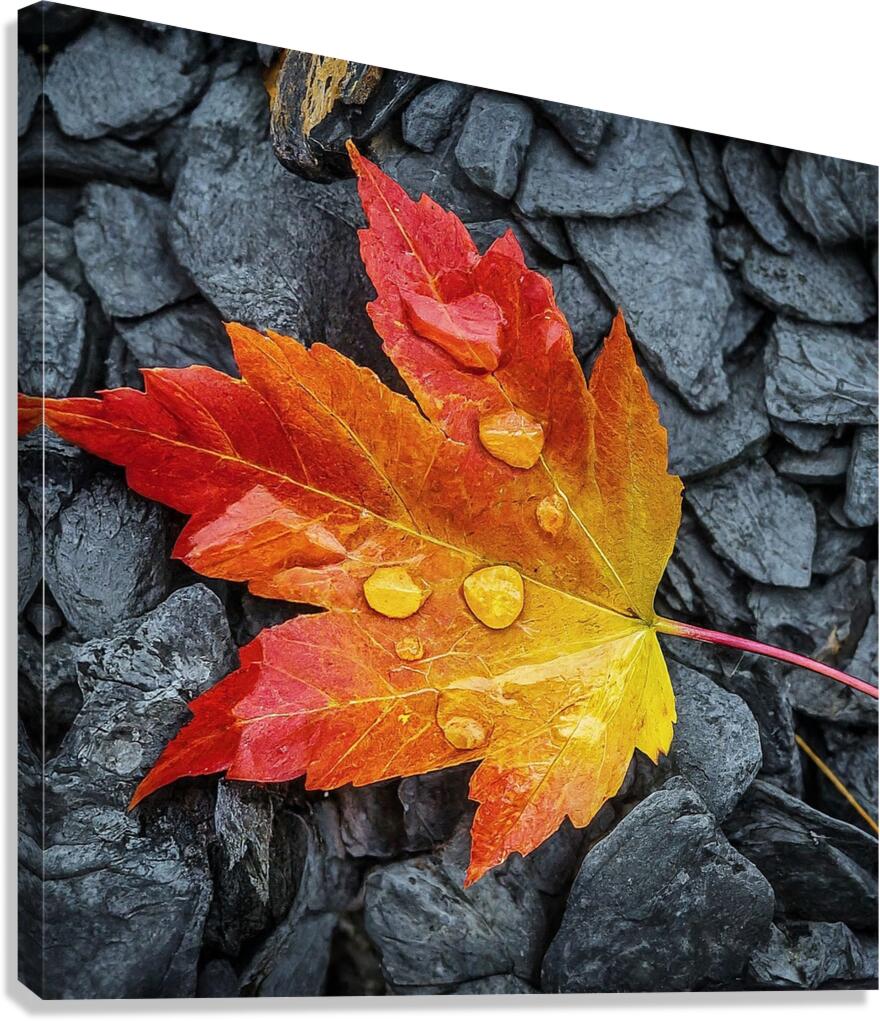 Maple Leaf Stream Shale Canvas Print