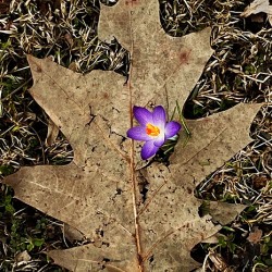 Crocus Leaf