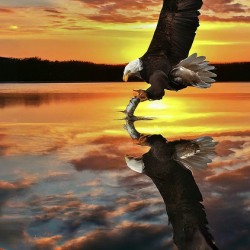 Eagle Sunset Reflection