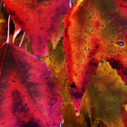 Mutiple Leaves