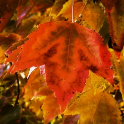 Single Leaf