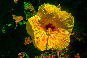 Orange Powder Hibiscus