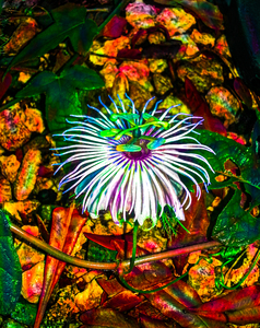 Turnpine Weed Flower