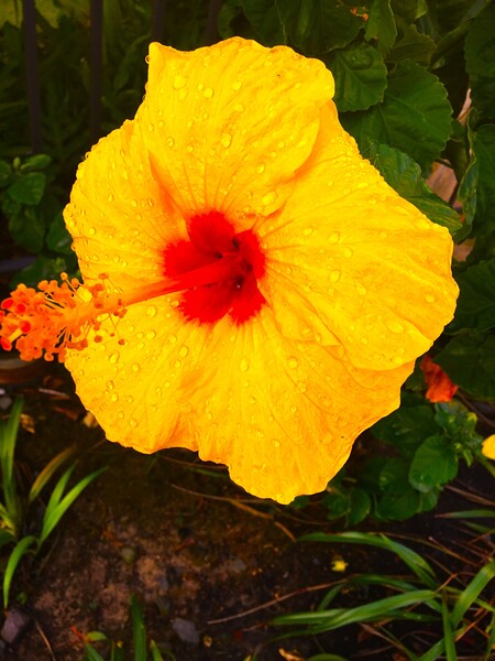 Happy Hibiscus by Vanwizle