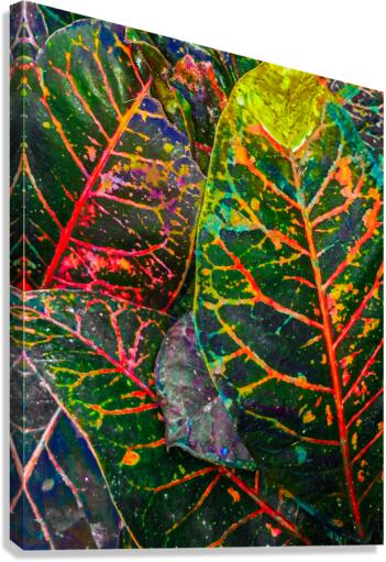 Tea Leaf Dye Canvas Print