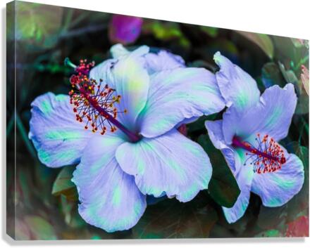 Twin Flakes Canvas Print