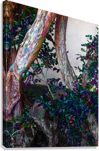 Ivy Trunks Canvas Print