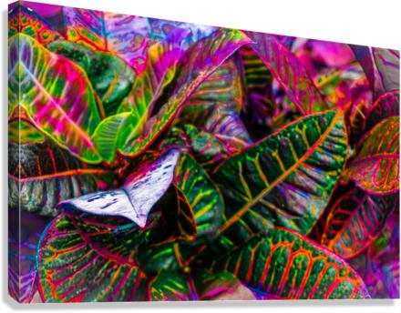 Rainbow Sunburn Canvas Print