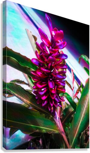 Red Ginger Contrast  Canvas Print