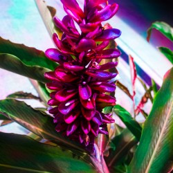 Red Ginger Contrast 