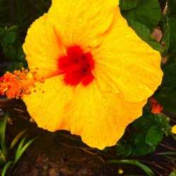 Happy Hibiscus