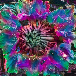Locus Flower Trap