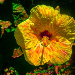 Orange Powder Hibiscus