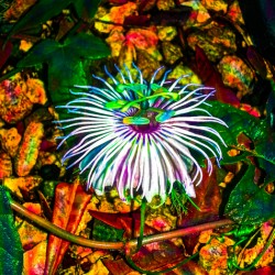 Turnpine Weed Flower