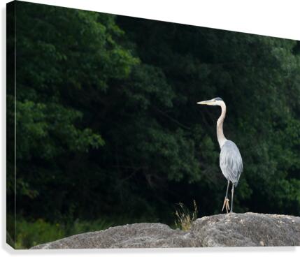 Strike the pose Canvas Print