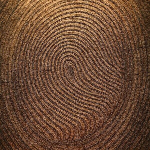Tree Rings Print