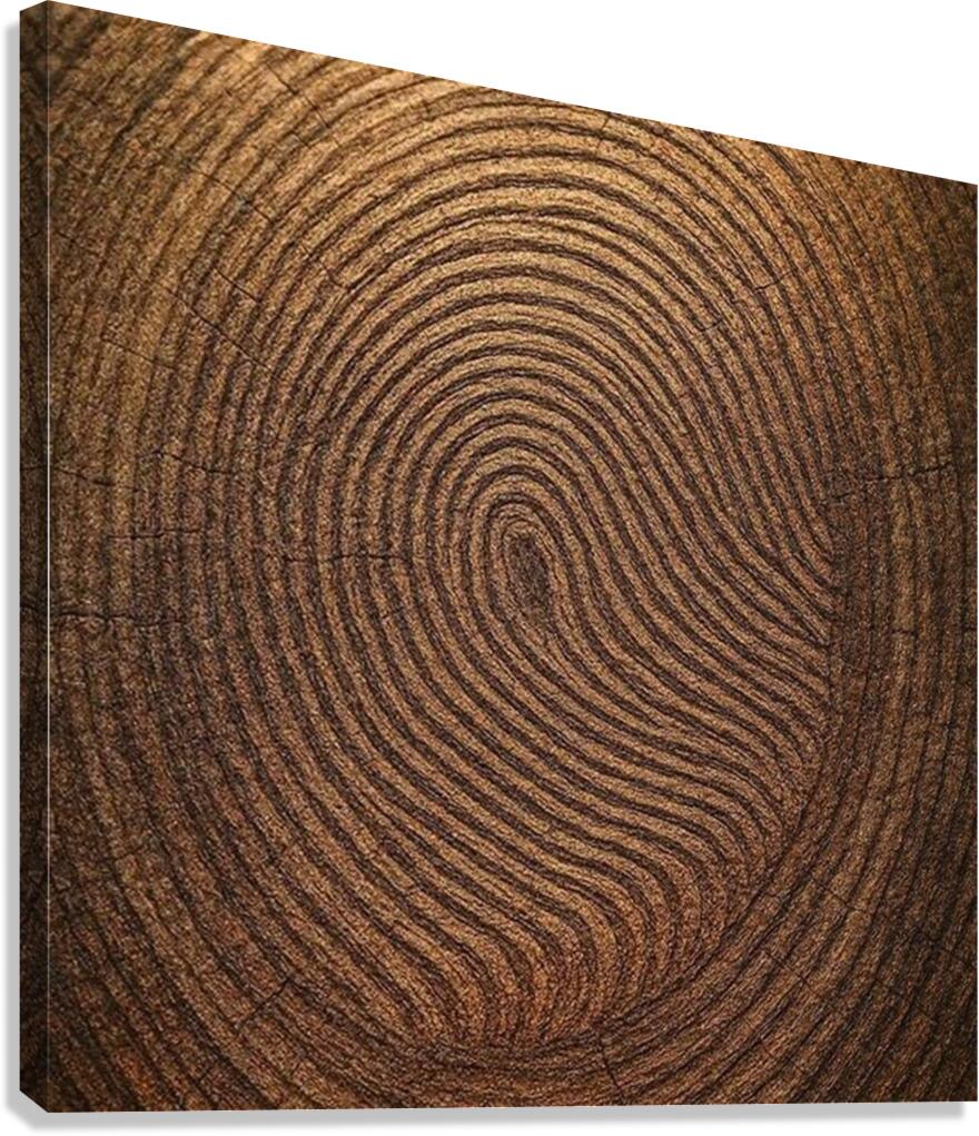 Tree Rings Canvas Print