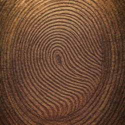 Tree Rings