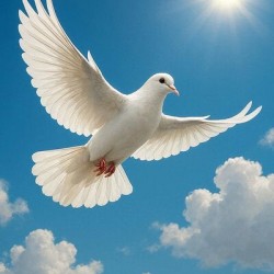 Dove One