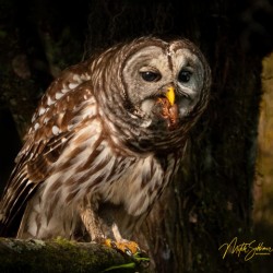 IMG 0235