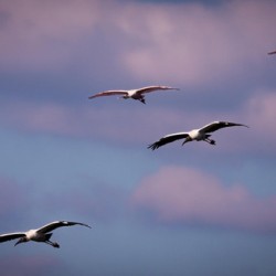 IMG 3935