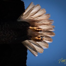 IMG 9379
