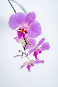 Orchid
