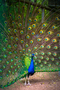Majestic Peacock