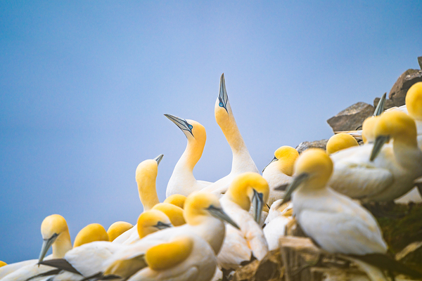 Northern Gannets by Ravin murugan