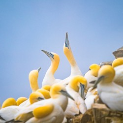 Northern Gannets