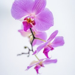Orchid