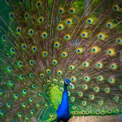 Majestic Peacock