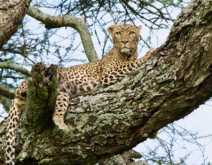 Leopard on high