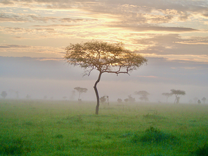 Serengeti sunrise
