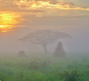 Serengeti sunrise 2