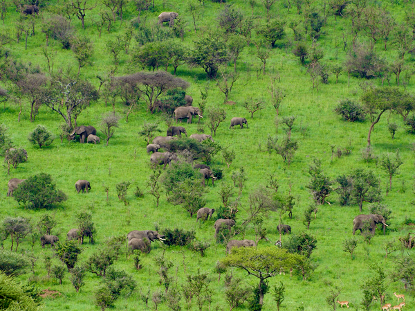 Elephant hill Print