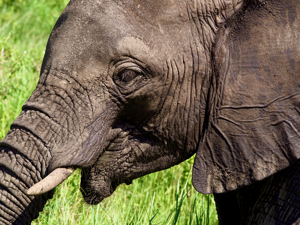 Elephant profile Print