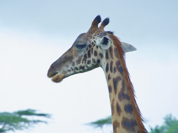 Giraffe profile Print