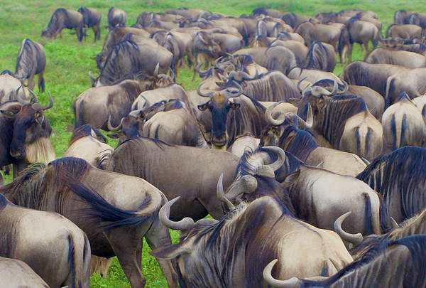 Gnus Print