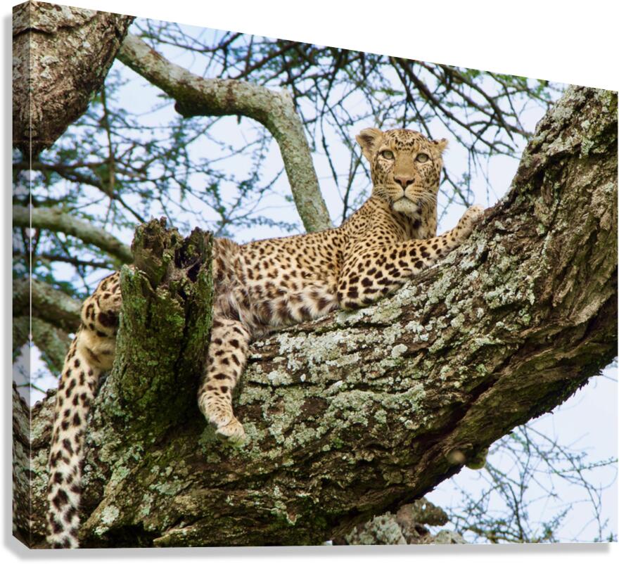 Leopard on high Canvas Print