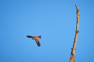 American Kestrel   Phiniizy Swamp SA105502