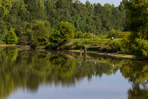Bird Watcher at Silver Bluff Audubon 1022