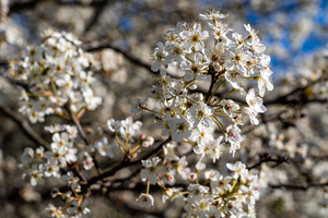 Dogwood Tree   Monetta SC 07836