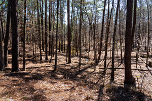 Mistletoe State Park   Appling GA 4714